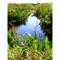 Great Water Dock Rumex hydropathalum Seeds. Foodplant of the Large Copper Butterfly Great Water Dock Rumex hydropathalum Seeds. Foodplant of the Large Copper Butterfly